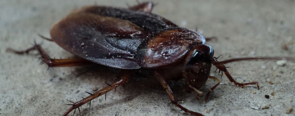 แมลงสาบ